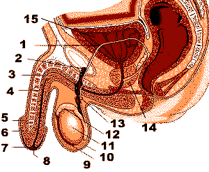 Ảnh Sex Cơ Quan Sinh Dục Nam Giới
