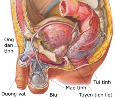 Ảnh Sex Cơ Quan Sinh Dục Nam Giới