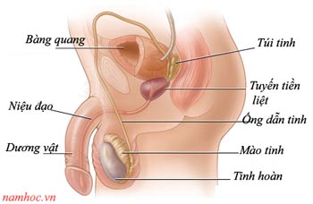Ảnh Sex Cơ Quan Sinh Dục Nam Giới