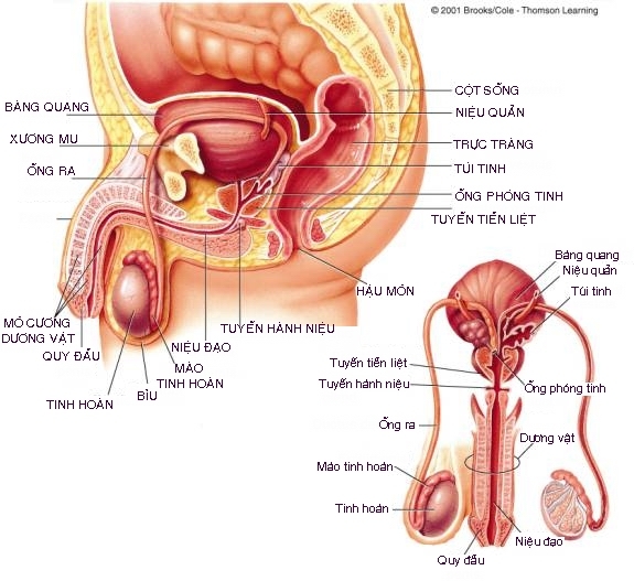 Ảnh Sex Cơ Quan Sinh Dục Nam Giới